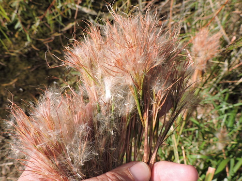 Anatherum tenuispatheum