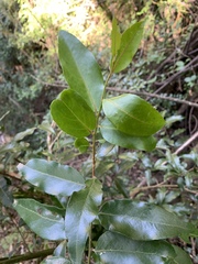 Maytenus peduncularis