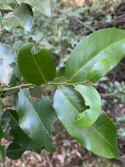 Maytenus peduncularis