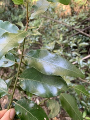 Maytenus peduncularis