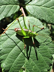 Andreiniimon nuptialis