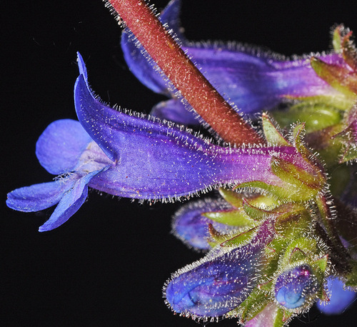finetooth beardtongue (Penstemon subserratus)