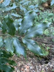 Cryptocarya transvaalensis