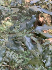 Cryptocarya transvaalensis