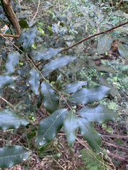 Cryptocarya transvaalensis