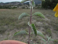 Stevia tomentosa