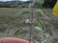 Stevia tomentosa