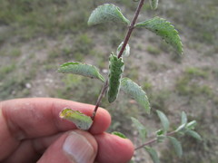 Stevia tomentosa