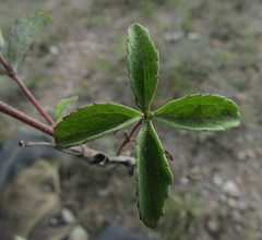Stevia tomentosa