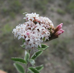 Stevia tomentosa