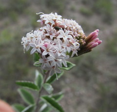 Stevia tomentosa