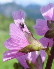Sidalcea hendersonii