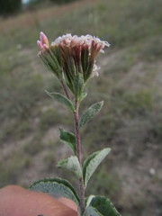 Stevia tomentosa