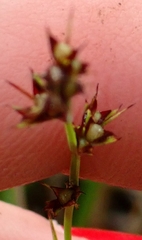 Scleria verticillata