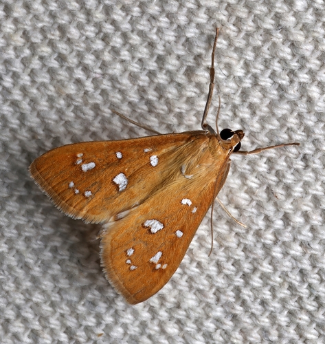 White-spotted Orange photo 4