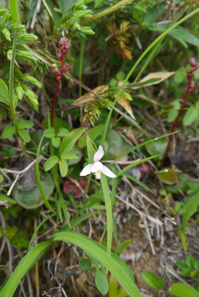 Pogonia subalpina