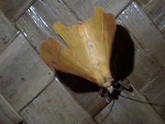 Bematha extensa
