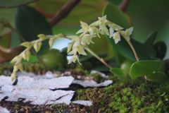 Bulbophyllum conchidioides image