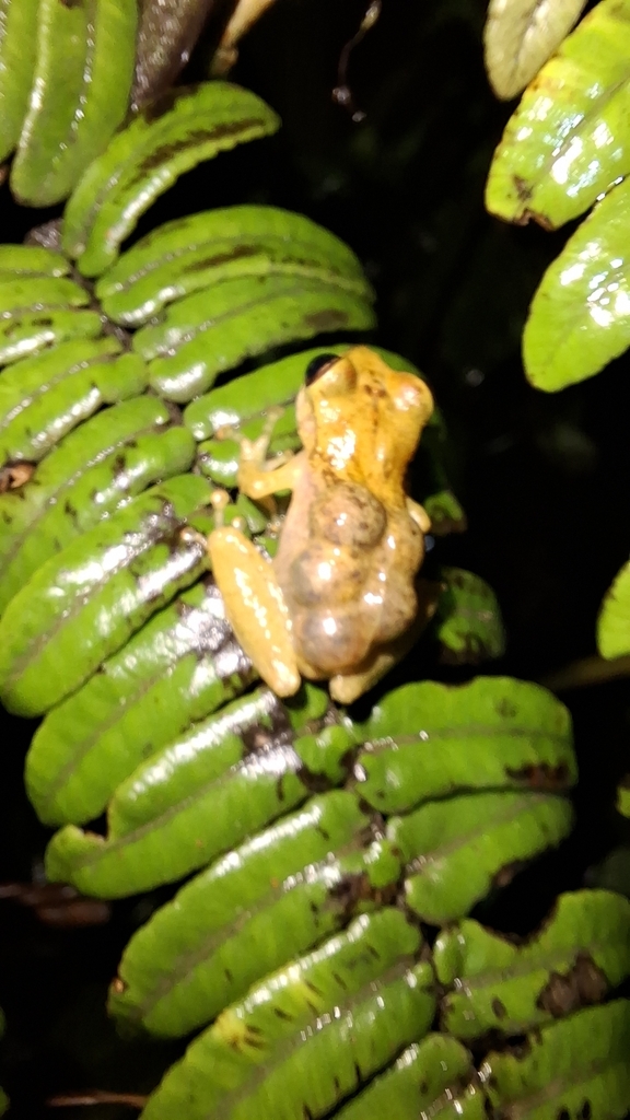 Venezuelan Marsupial Frogs