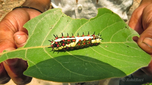 Common Mime Swallowtail