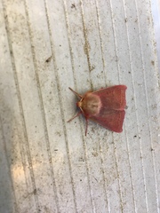 Psectraglaea carnosa