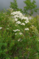 Spiraea nipponica, photograph (c) Hector Montero, some rights reserved (CC BY)
