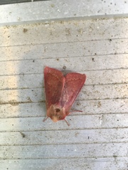 Psectraglaea carnosa