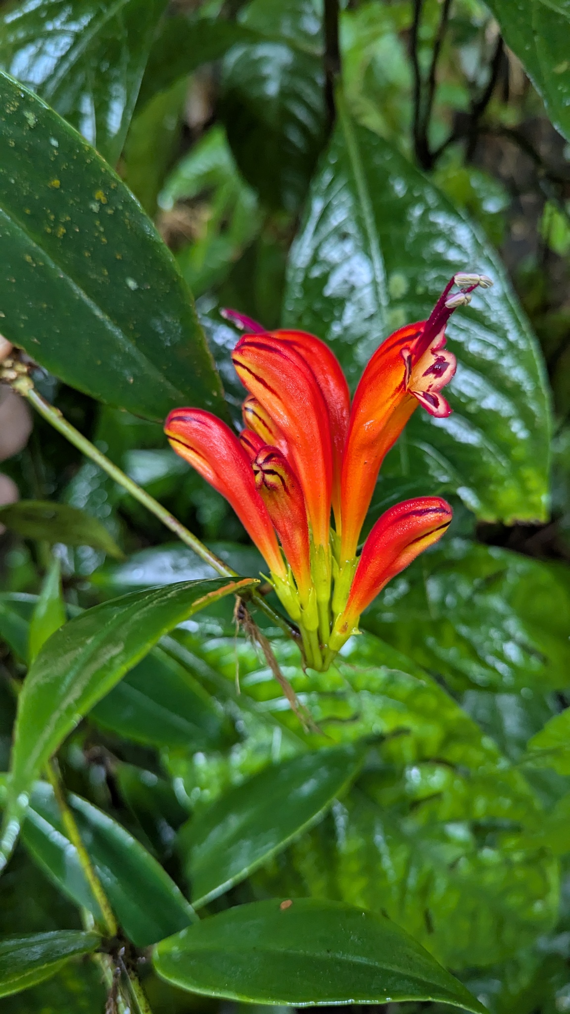 Aeschynanthus parasiticus (Roxb.) Wall. 2