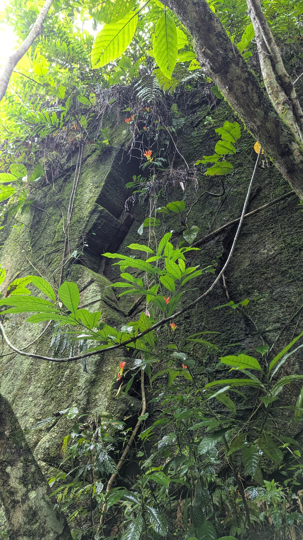 Aeschynanthus parasiticus (Roxb.) Wall. 3