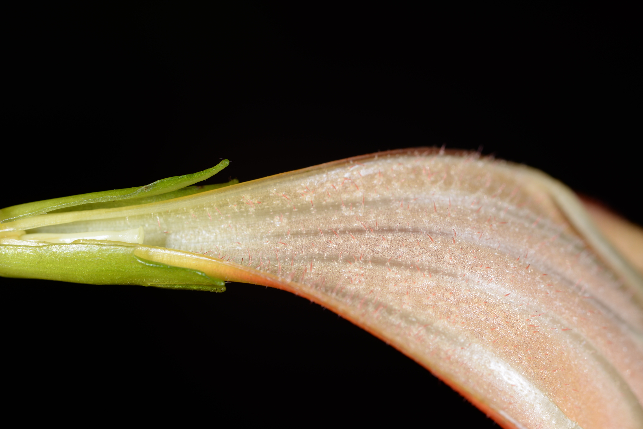 Aeschynanthus parasiticus (Roxb.) Wall. 4