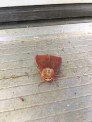 Psectraglaea carnosa