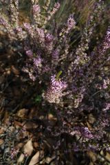 Erica inaequalis