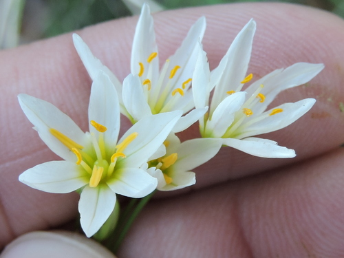 Nothoscordum bivalve
