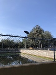 Egretta caerulea