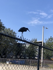 Egretta caerulea