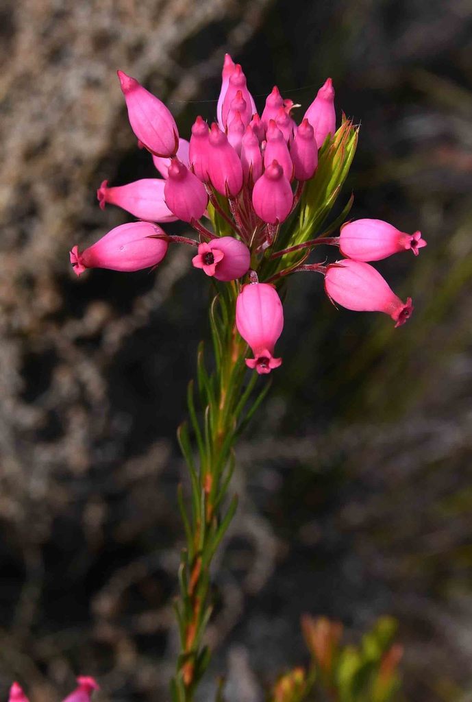 Balloon Heath
