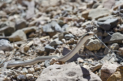 Salvadora deserticola