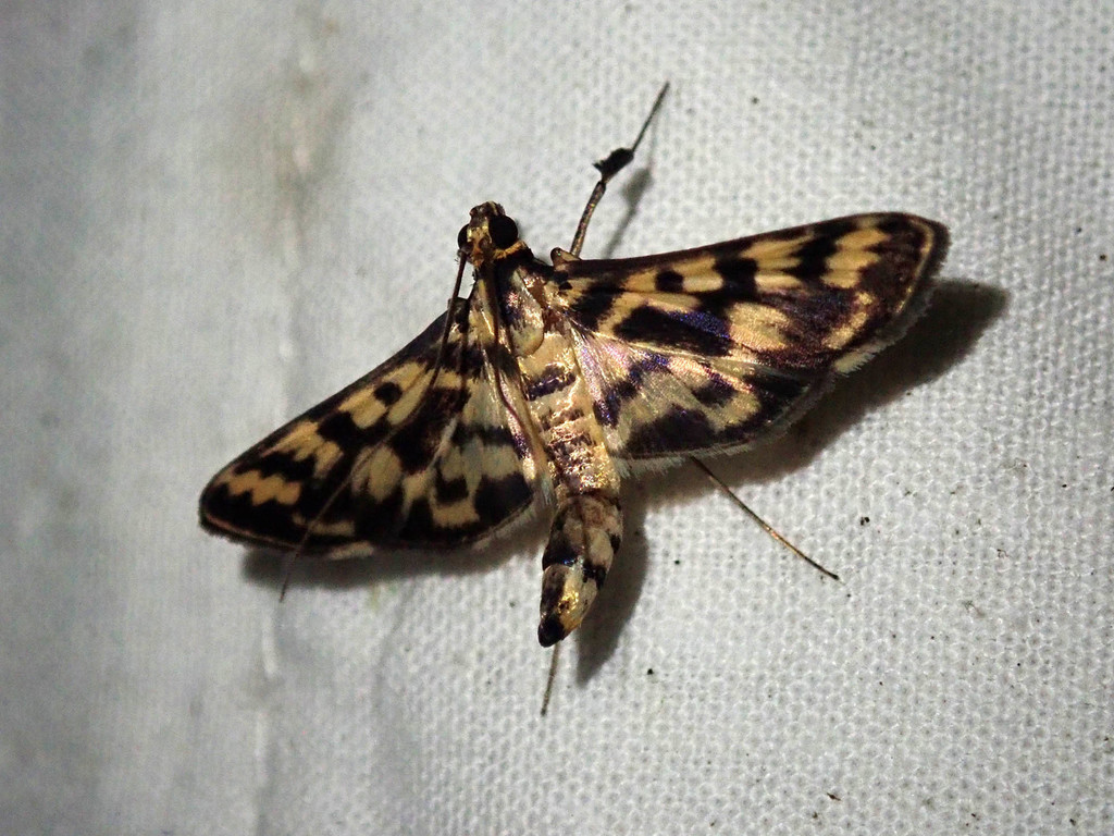 Rhimphalea heranialis