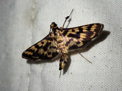 Rhimphalea