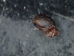 Steganacarus magnus