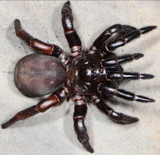 Idiops gunningi
