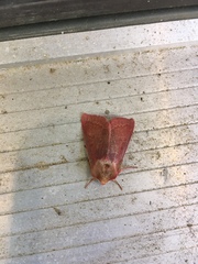 Psectraglaea carnosa