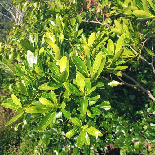 Stillingia lineata observed 2025-07-23