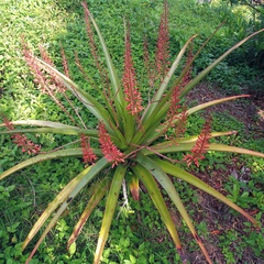 Aloe purpurea · iNaturalist