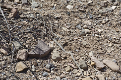 Salvadora deserticola