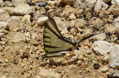 Neographium agesilaus