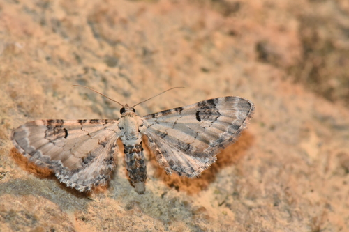 Eupithecia centaureata