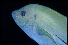 Caranx lugubris