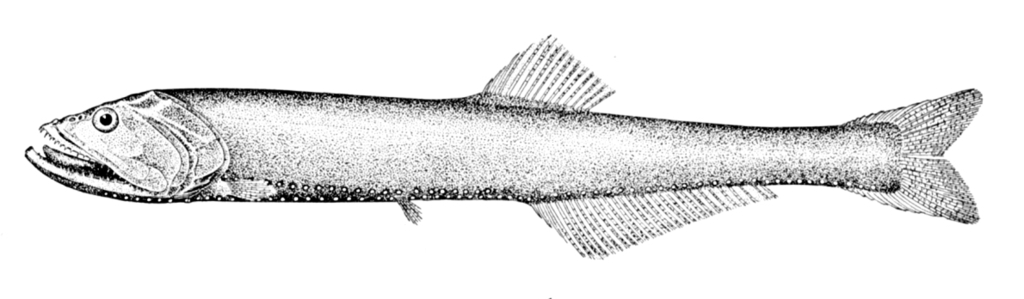 Yarrella