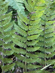 Dryopteris lewalleana